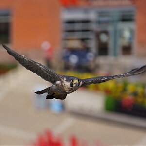 Falcoette in Flight.JPG