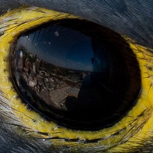 Falco Eye 100 Percent Crop.jpg