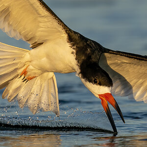 Black Skimmer s.jpg