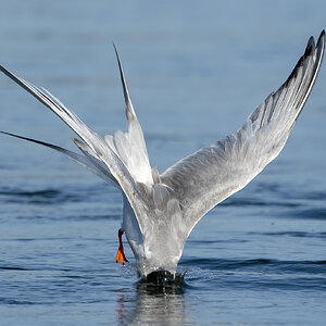 Forster's tern dive-35s.jpg