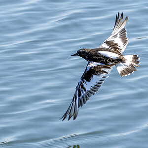 Black Turnstone 01-4.jpg