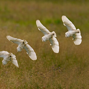 Barn Owl montage 16-07-2020.jpg