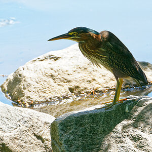 Green Heron on the Rocks.jpeg