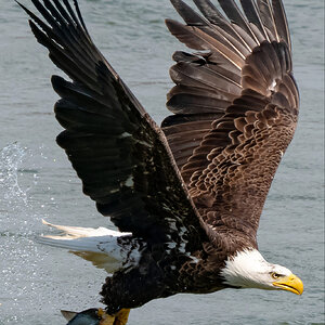 Conowingo Bald Eagle-08255-GP reduced.jpg