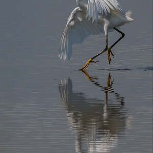 Bombay Egret-08623-D.jpg