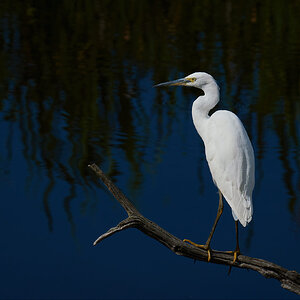 Little Egret.jpg