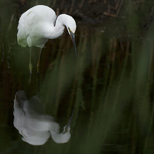 Little Egret Fishing.jpg