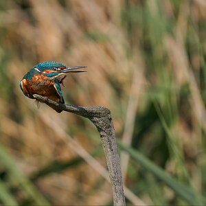 Kingfisher Kung Fu.jpg