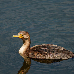 Juvie Cormorant Taking in the Sights.jpeg