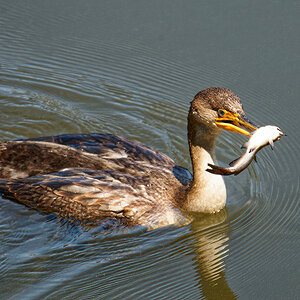 Caught Some Lunch.jpeg