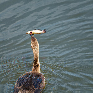 Look, Mom, I Caught a Fish!.jpeg