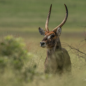 waterbuck-1132.jpg