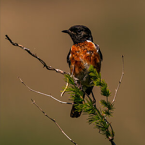 african stone chat-0517.jpg