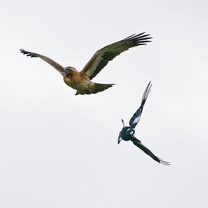 Magpie harasses Little Eagle (9).jpg