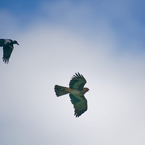 Magpie harasses Little Eagle (1).jpg