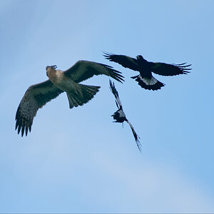 Magpie harasses Little Eagle (23).jpg