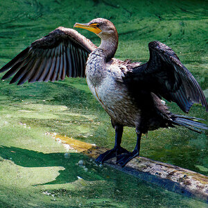 Cormorant Drying His Wings.jpeg