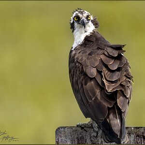 0155 Osprey June 25  M.jpg