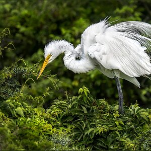 0074 Great egret Ocean City rookery  June 25 2020..jpg