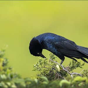 0040 Grackle 3 OC June 26  LG.jpg