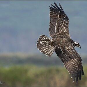 Osprey Flight Forsythe Aug 14  MM.jpg