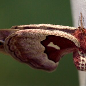 060720 - Promethea Moth.jpg