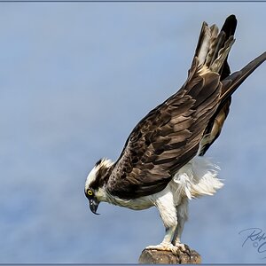 20200824_0074 olympic osprey M Aug 24.jpg