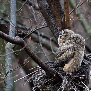 7R408324 Great horned owlets 1600 share .jpg