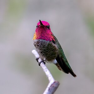 Anna's hummingbird 01-16.jpg
