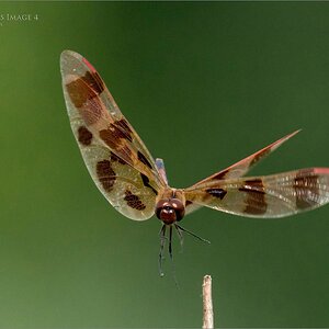 A9_05675  Dragonfly Landing Series Image 4 1600 share   .jpg