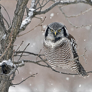 7R403740 Northern Hawk Owl with snowfall 1600 share .jpg