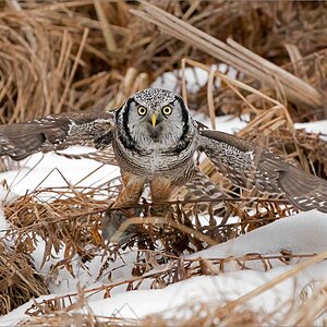 A9_09157 Northen hawk owl Downstroke 1600 share   .jpg