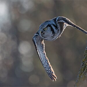 A9_03001 Northern Hawk owl in Flight 1600 share   .jpg