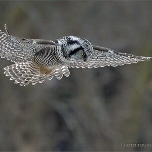 7R404525 Northern hawk Owl Hovering 1-2 1600 share   .jpg