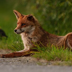 redfox-2.jpg