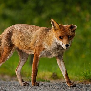 redfox-3.jpg