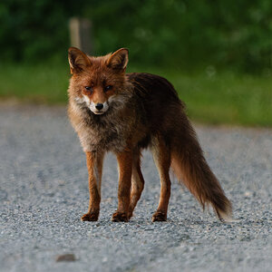 redfox-4.jpg