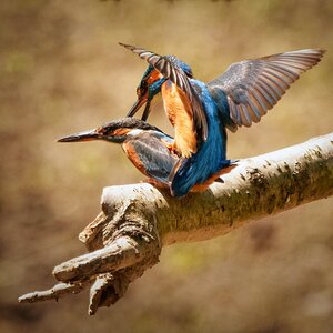 kingfisher love.jpg