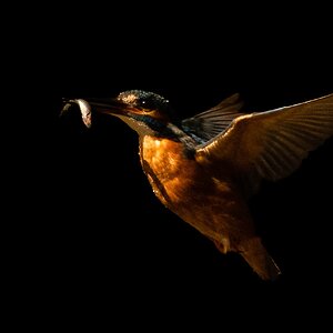 kingfisher-6.jpg