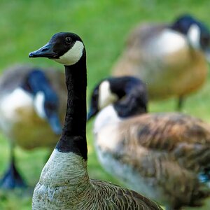 Keeping Watch Whiile  Others Eat.jpeg