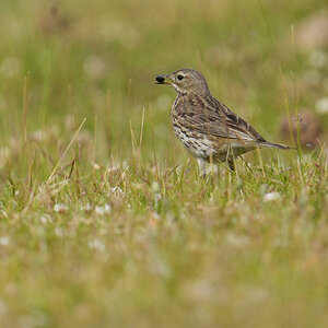 Meadow-Pipit-DSC07386-2048px.jpg