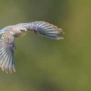 Mountain-Bluebird-A1-Roy-8192-Edit.jpg