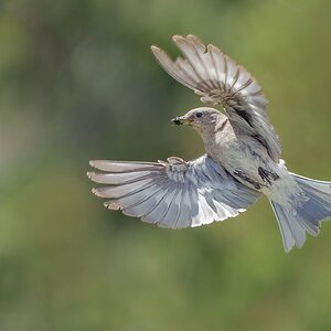 Mountain-Bluebird-A1-Roy-8286-Edit.jpg