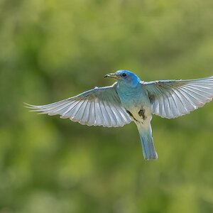 Mountain-Bluebird-A1-Roy-8462-Edit.jpg