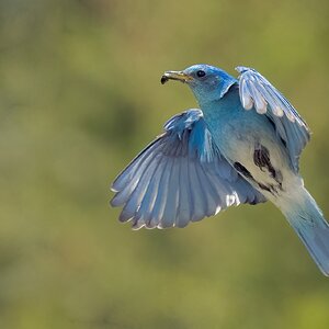 Mountain-Bluebird-A1-Roy-8466-Edit.jpg