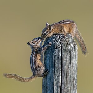 Least-Chipmunk-A1-Roy-3374-Edit.jpg