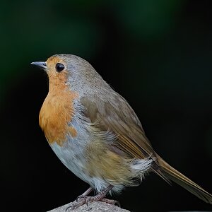 robin 2022 128.jpg