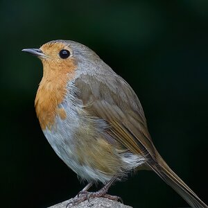 robin 2022 129.jpg