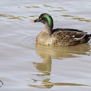 Renmark 21-07-2022 (739).JPG