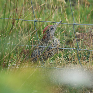 Green-Woodpecker-DSC07603-2048px.jpg